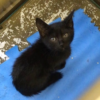 愛らしい黒子猫ちゃんメス