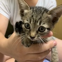 生後5ヶ月程度の子猫です  可愛がってくれる方募集
