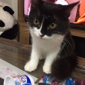 可愛い中毛猫ちゃん