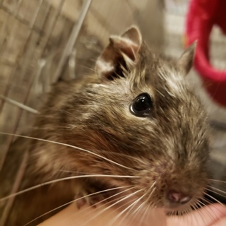 里親様決定☆保護デグー♂ちょいパイド(銀次くん)