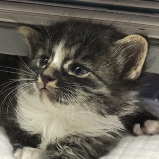 やや長毛・白くつ下に白アイラインの美人さん