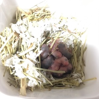 ジャンガリアンとパールホワイトの赤ちゃん！