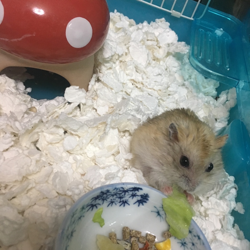 モンブランのカバー写真
