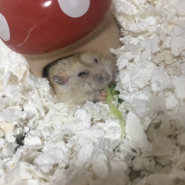 ブロッコリー︎☺︎