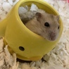 大好きなひよこのおうち