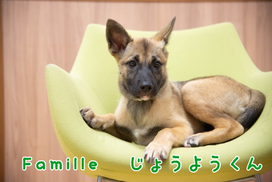 子犬 じょうよう君☆ 里親様募集 サムネイル2