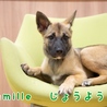 子犬 じょうよう君☆ 里親様募集 サムネイル5