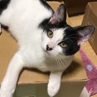 甘えん坊ブチ君の里親さん募集！！