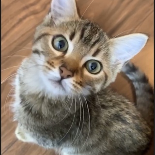 ベンガルmixブラウン