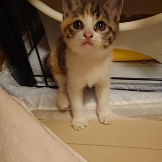 可愛すぎるたれ目な三毛 埼玉県 猫の里親募集 ペットのおうち 月間利用者150万人