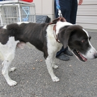 ポインター風☆香川県の迷子犬