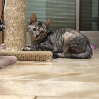 トライアル中❣️キジトラ くるみちゃん