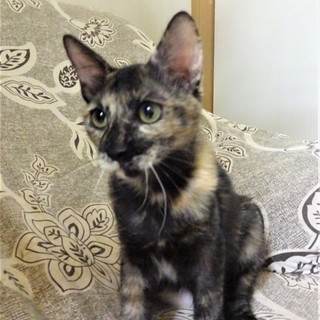 懐っこい夏海ちゃん、4か月半