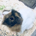 モルモットの里親さん募集です。