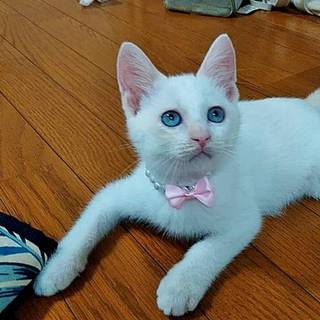 シャムミックス❤️スノー