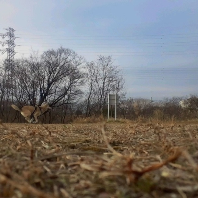 daamomoのカバー写真