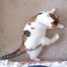 ももっ！