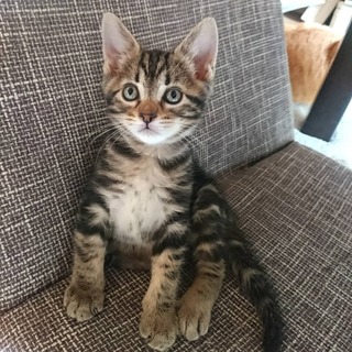 アメショーちっくな❤️ショーン