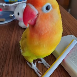 里親様見つかりました！