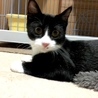 やんちゃ黒白ハチワレ男の子 サムネイル2