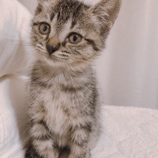 人懐っこい元気なキジトラちゃん♀