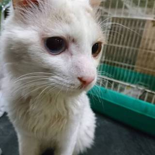 猫の里親募集！オッドアイの人懐っこい子です