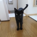 黒猫里親探し