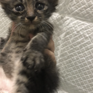 黒多めやや長毛キジトラ＊男の子