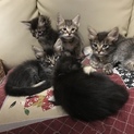 子猫 可愛いがってくださる方に貰ってください。