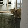 hamayaneko