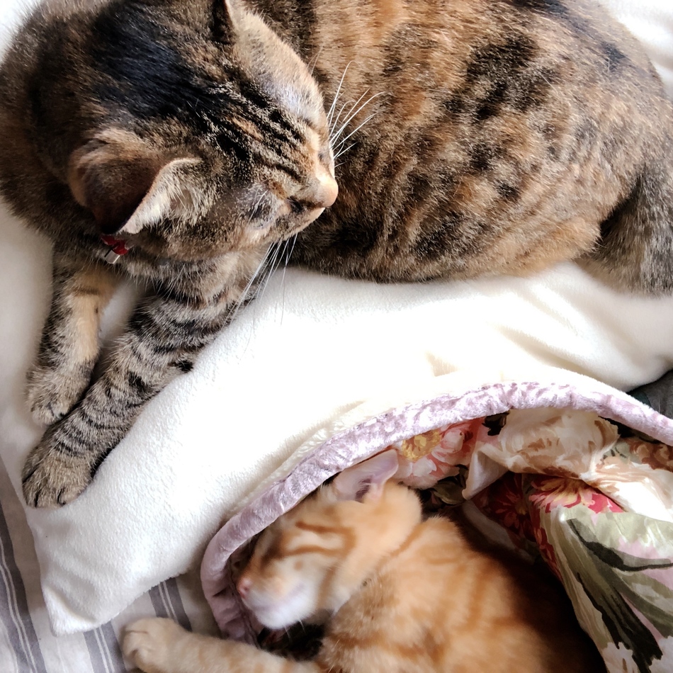 きすけのカバー写真