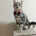 可愛いアメショーの美人！