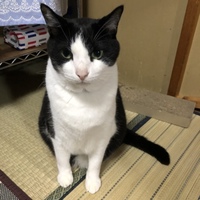 ここあ
