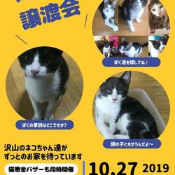 第４回保護猫の譲渡会In山口県