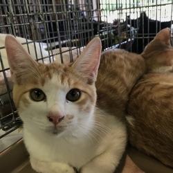 第４回保護猫の譲渡会In山口県 サムネイル3