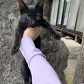 可愛い子猫を是非家族に迎えてあげて下さい★