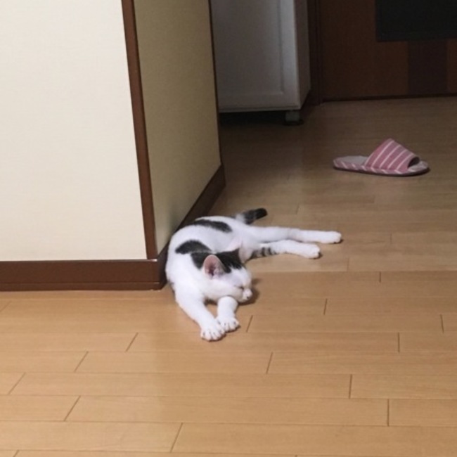 ＊すず＊のカバー写真