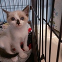 可愛い子猫の里親募集中です。