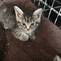 かわいい子猫たち