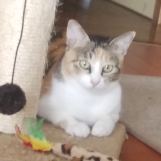 人懐っこくお利口さんの三毛猫　避妊済みです