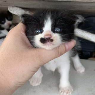 人懐こいママ猫が生んだ可愛いハチワレちゃん♪