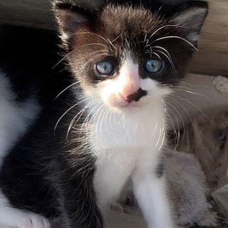 人懐こいママ猫が生んだ可愛いハチワレちゃん♪