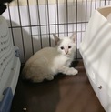 ☆シャム風の白猫！ビビリのマロロくん♂