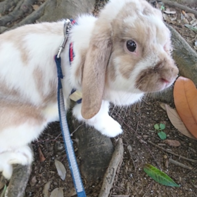神桐のカバー写真