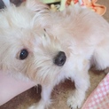 ミックス犬里親募集中！ 一時中止します。