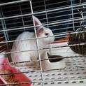 うさぎさんの里親を探してます