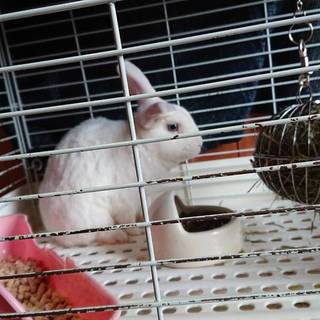 うさぎさんの里親を探してます