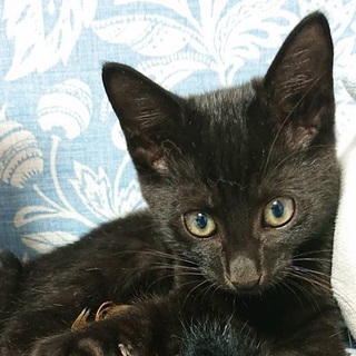 最初だけシャイボーイ☆くろろくん