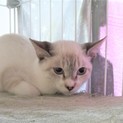 おとなしくて可愛い　シャムMIXの　ム～ちゃん♪