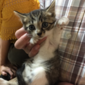 美形　子猫
